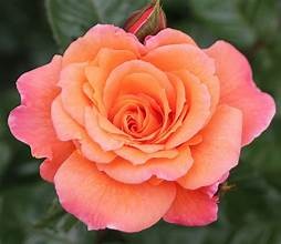 The Many Scents of Rose – The Queen of All Flowers"